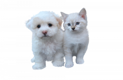 Iva ordinaria al 22% per gli alimenti per cani e gatti